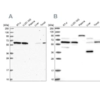 Western blot analysis using Anti-NAE1 antibody HPA041178 (A) shows similar pattern to independent antibody HPA042041 (B).