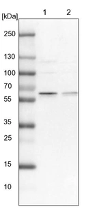 Lane 1: NIH-3T3 cell lysate (Mouse embryonic fibroblast cells)_br/_Lane 2: NBT-II cell lysate (Rat Wistar bladder tumour cells)