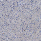 Immunohistochemical staining of human pancreas shows very weak cytoplasmic positivity in exocrine glandular cells.