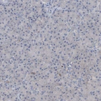 Immunohistochemical staining of human pancreas shows very weak cytoplasmic positivity in exocrine glandular cells.