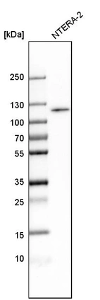 Western blot analysis in human cell line NTERA-2.