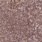 Anti-THAP11 Antibody