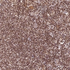 Anti-THAP11 Antibody