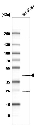 Western blot analysis in human cell line SH-SY5Y.