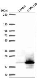 Western blot analysis in control (vector only transfected HEK293T lysate) and CCDC153 over-expression lysate (Co-expressed with a C-terminal myc-DDK tag (~3.1 kDa) in mammalian HEK293T cells, LY422411).