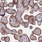 Immunohistochemical staining of human placenta shows strong granular cytoplasmic positivity in trophoblastic cells.