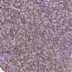 Immunohistochemical staining of human pancreas shows moderate granular cytoplasmic positivity in exocrine glandular cells.