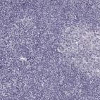Immunohistochemical staining of human lymphoid tissues shows no positivity in non-germinal center cells as expected.