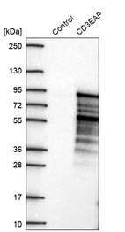 Western blot analysis in control (vector only transfected HEK293T lysate) and CD3EAP over-expression lysate (Co-expressed with a C-terminal myc-DDK tag (~3.1 kDa) in mammalian HEK293T cells, LY415980).