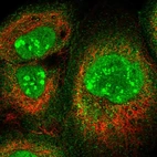 Immunofluorescent staining of human cell line A-431 shows localization to nucleus, nucleoli fibrillar center & cytosol.