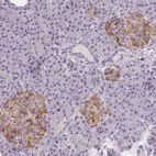 Anti-CFC1 Antibody