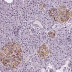 Anti-CFC1 Antibody
