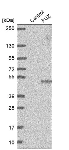Western blot analysis in control (vector only transfected HEK293T lysate) and FUZ over-expression lysate (Co-expressed with a C-terminal myc-DDK tag (~3.1 kDa) in mammalian HEK293T cells, LY410882).