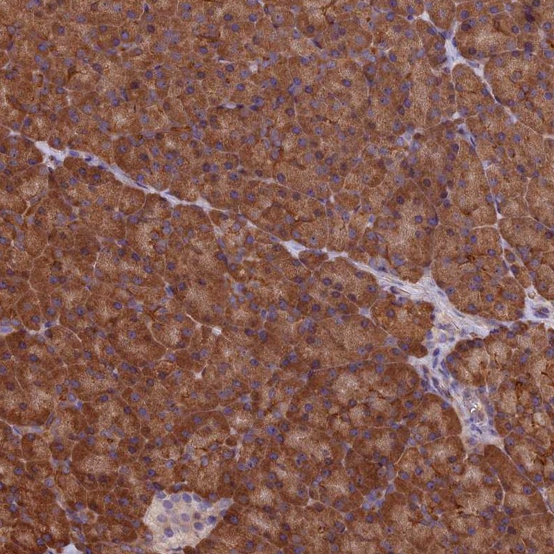 Anti-C15orf52 Antibody