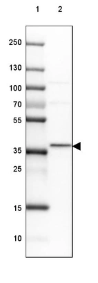Lane 1: Marker [kDa] 250, 130, 100, 70, 55, 35, 25, 15, 10_br/_Lane 2: Human cell line HEK 293