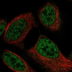Immunofluorescent staining of human cell line U-2 OS shows localization to nucleoplasm.