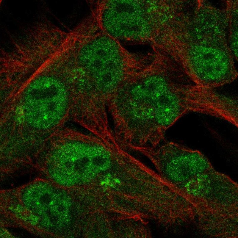 Anti-C15orf40 Antibody