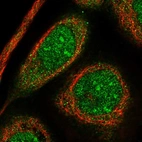 Immunofluorescent staining of human cell line A-431 shows localization to nucleus, nucleoli & cytosol.