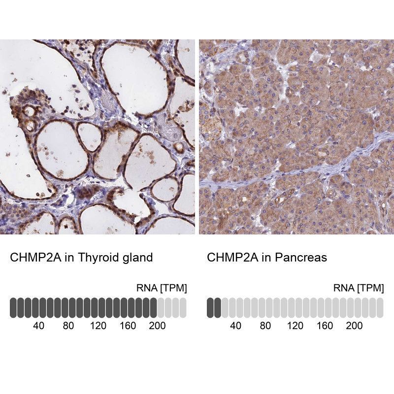 Anti-CHMP2A Antibody