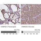 Anti-CHMP2A Antibody