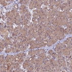 Immunohistochemical staining of human pancreas shows low expression as expected.