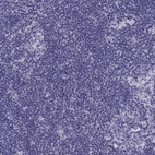 Immunohistochemical staining of human lymph node shows no positivity in non-germinal center cells as expected.