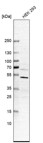 Western blot analysis in human cell line HEK 293.