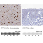 Anti-PPP1R14A Antibody