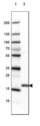 Lane 1: Marker [kDa] 250, 130, 100, 70, 55, 35, 25, 15, 10_br/_Lane 2: Human cell line A-549