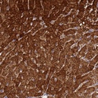 Anti-FAHD2A Antibody