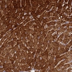 Anti-FAHD2A Antibody