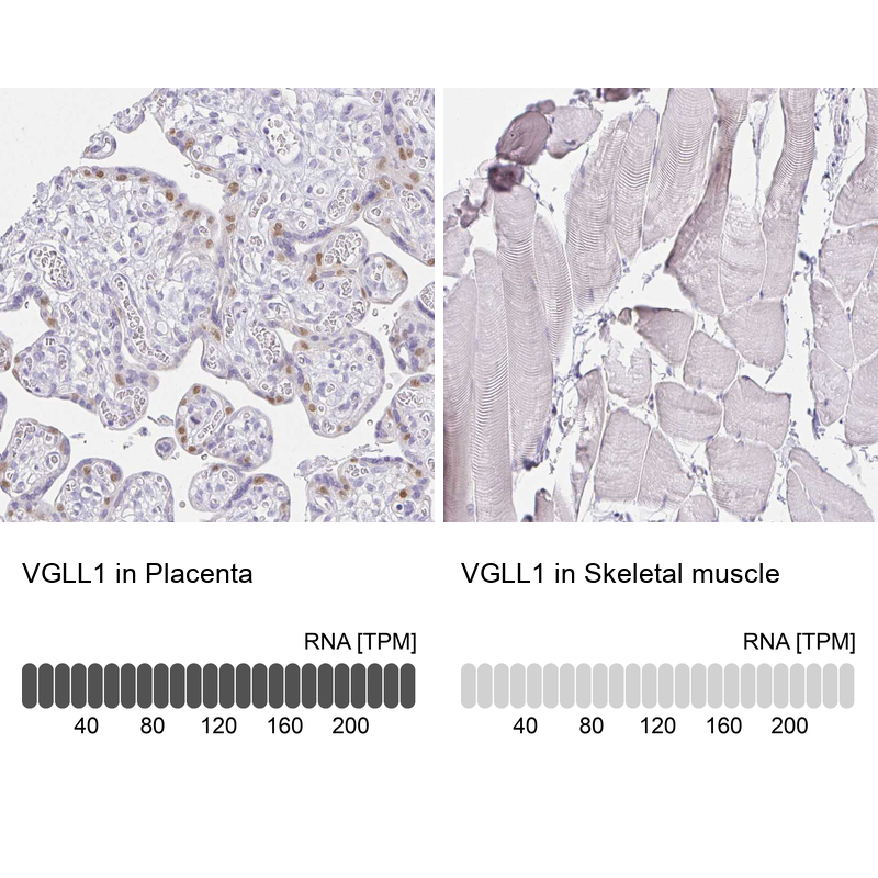 Anti-VGLL1 Antibody