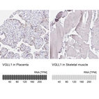 Anti-VGLL1 Antibody