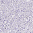 Anti-VGLL1 Antibody