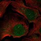 Immunofluorescent staining of human cell line U-2 OS shows localization to nucleus & nucleoli fibrillar center.
