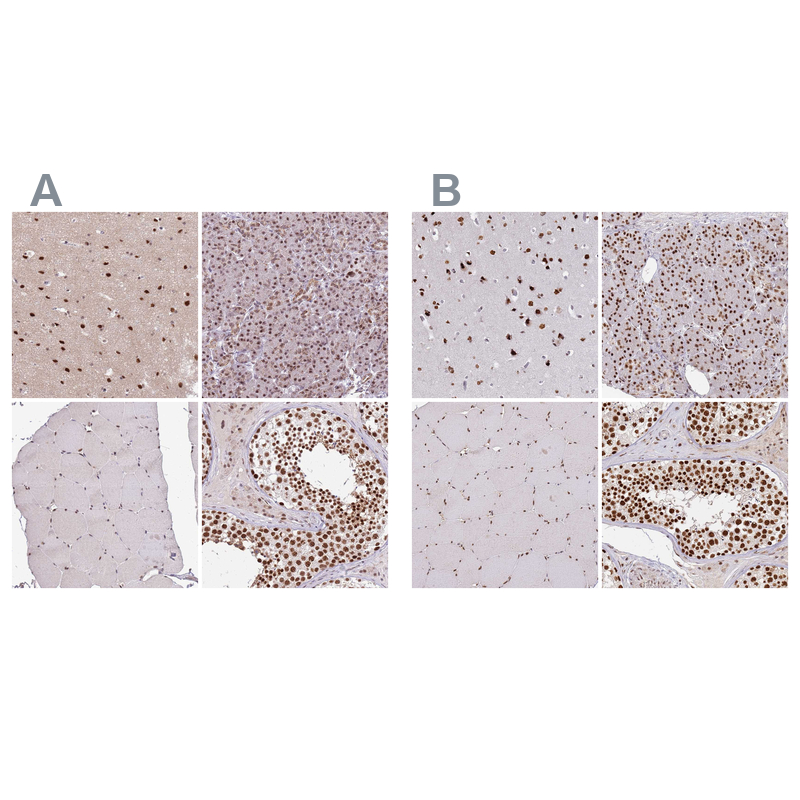 Anti-AKAP8L Antibody
