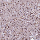 Immunohistochemical staining of human pancreas shows moderate nuclear positivity in exocrine glandular cells.