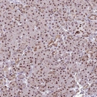 Immunohistochemical staining of human pancreas shows moderate nuclear positivity in exocrine glandular cells.