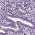 Immunohistochemical staining of human endometrium shows low expression as expected.