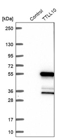 Western blot analysis in control (vector only transfected HEK293T lysate) and TTLL10 over-expression lysate (Co-expressed with a C-terminal myc-DDK tag (~3.1 kDa) in mammalian HEK293T cells, LY407169).