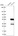 Anti-TTLL10 Antibody