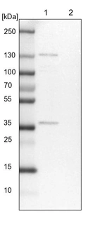 Lane 1: NIH-3T3 cell lysate (Mouse embryonic fibroblast cells)_br/_Lane 2: NBT-II cell lysate (Rat Wistar bladder tumour cells)