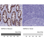 Anti-NXPE4 Antibody