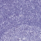 Immunohistochemical staining of human tonsil shows no positivity in non-germinal center cells as expected.