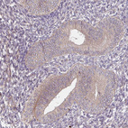 Immunohistochemical staining of human endometrium shows very weak positivity in nucleoli in glandular cells.