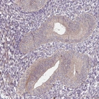 Immunohistochemical staining of human endometrium shows very weak positivity in nucleoli in glandular cells.