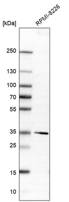 Western blot analysis in human cell line RPMI-8226.