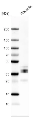 Western blot analysis in human placenta tissue.