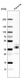 Anti-LYVE1 Antibody