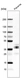 Anti-LYVE1 Antibody